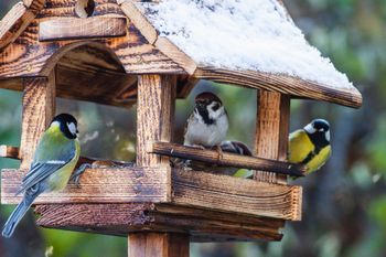 Nadleśnictwo apeluje. Nigdy tak nie rób. Można zaszkodzić, zamiast pomóc