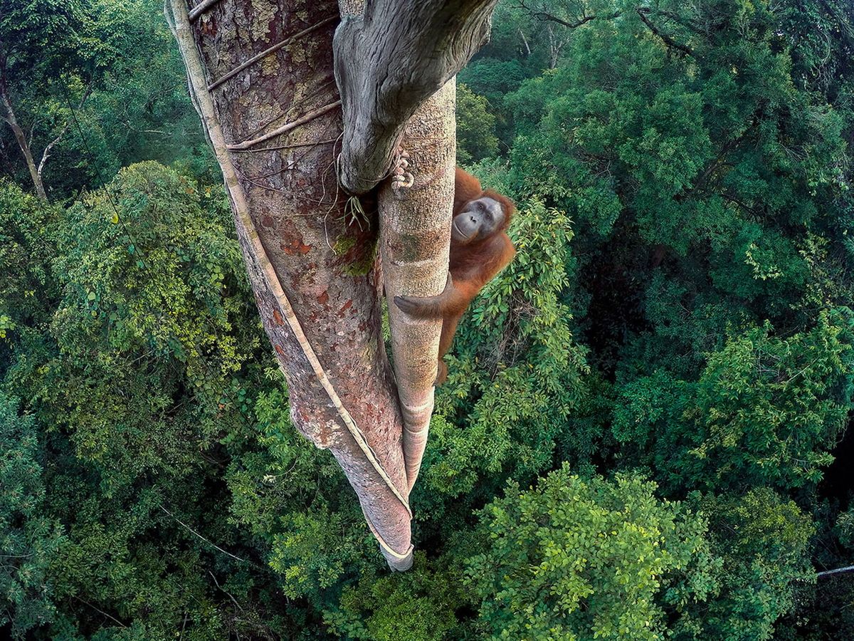 Poznaliśmy zwycięzców konkursu Wildlife Photographer of the Year 2016 3