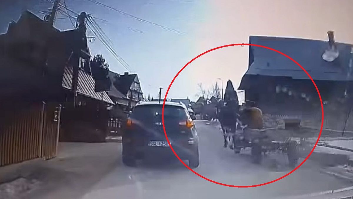 Koń uderzył w przejeżdżające auto.