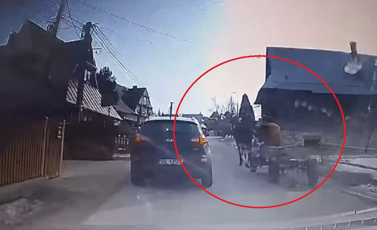"Zachowanie woźnicy skandaliczne". Koń uderzył w przejeżdżające auto
