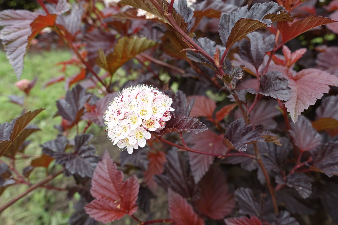 Posadź zamiast tui. Pięknie wygląda i szybko rośnie
