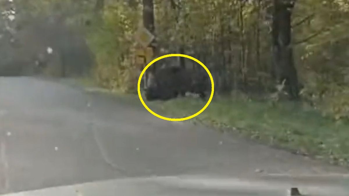 Lasy Państwowe pokazały wideo