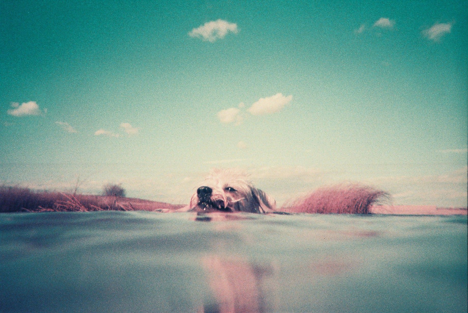 Lomography Analogue Aqua – hipsterski kompakt na film w obudowie wodoodpornej 13