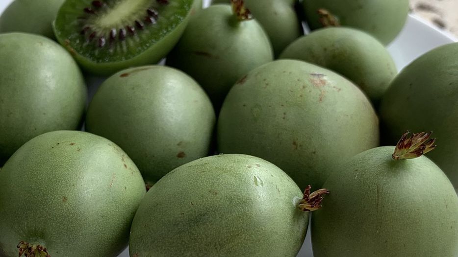 Mini kiwi