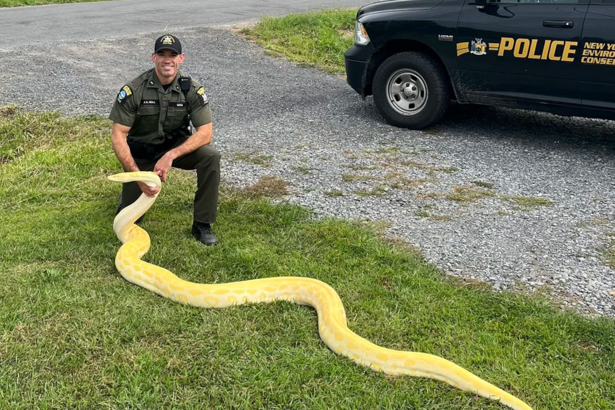 A police officer holding a Burmese python.