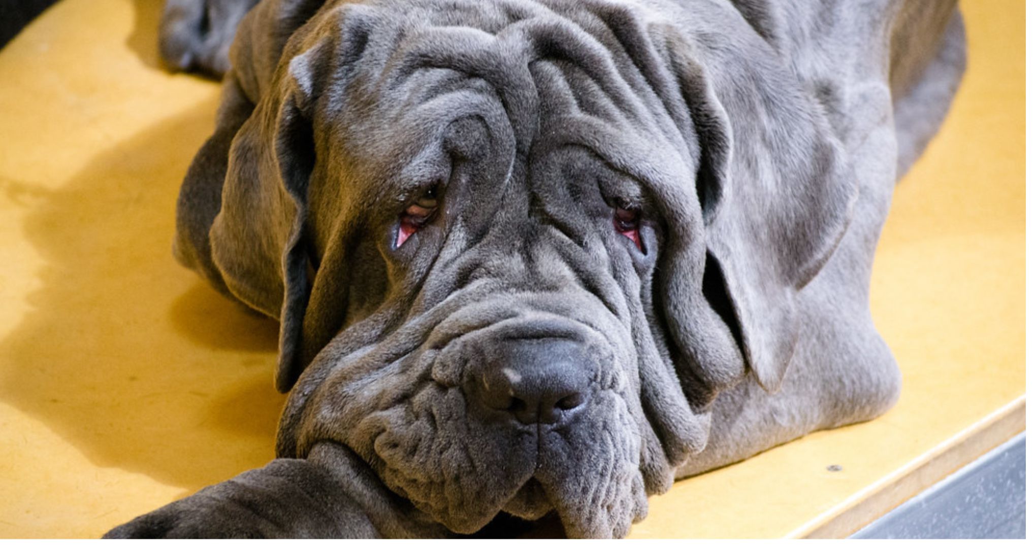 Mastino Napoletano