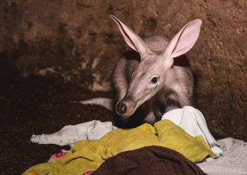 Został odrzucony przez matkę. Zwierzak w końcu trafił na wybieg