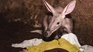 Został odrzucony przez matkę. Zwierzak w końcu trafił na wybieg