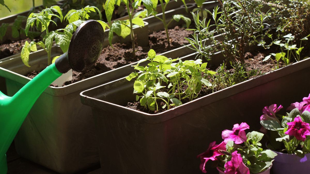 Jak przygotować ogród domowy w kilku krokach?