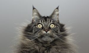 Skąd wzięły się koty domowe? Stare kości i nowe DNA zmieniają historię