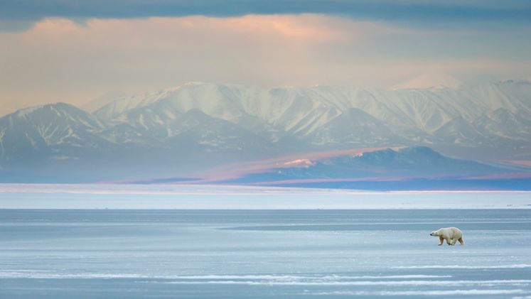 Arktyka – czym się wyróżnia ten wyjątkowy region? Lokalizacja, zwierzęta, temperatura