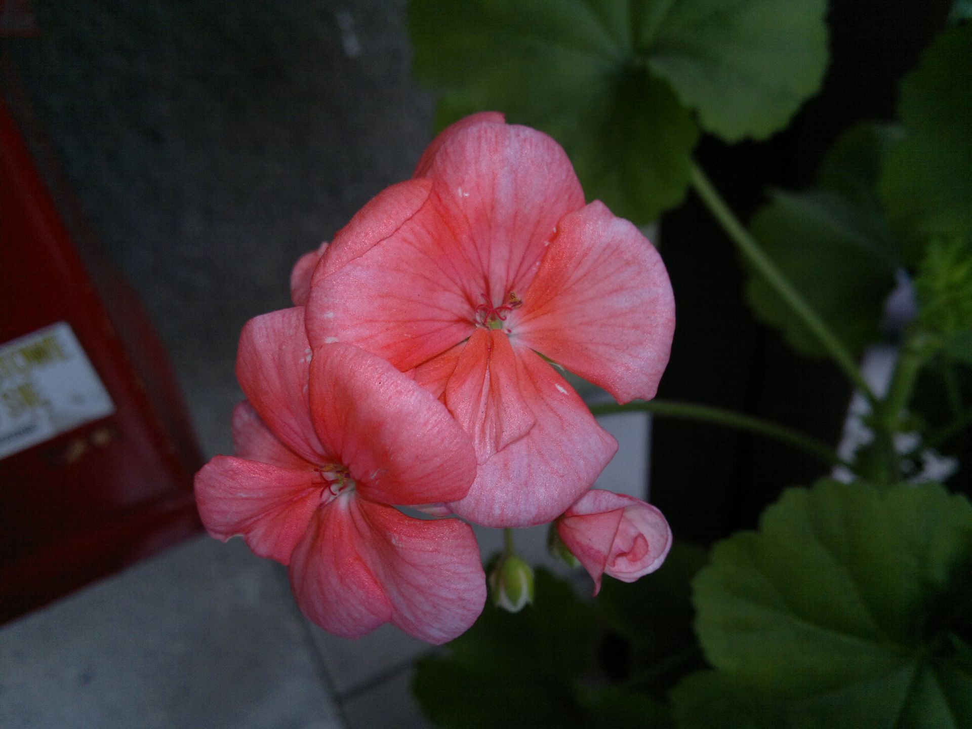 Nokia N8 - test [część 3] 3