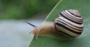 Prawdziwa inwazja ślimaków. Jak się ich pozbyć w prosty sposób?