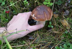 Grzyby w październiku. Co zbierać? Niektórych gatunków wkrótce zabraknie