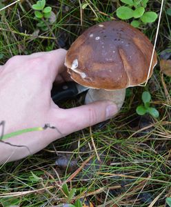 Grzyby w październiku. Co zbierać? Niektórych gatunków wkrótce zabraknie