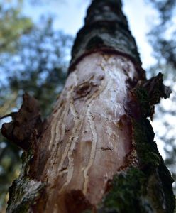 Niepokojące doniesienia z Mazur. "Za 10 lat może nie być świerków"