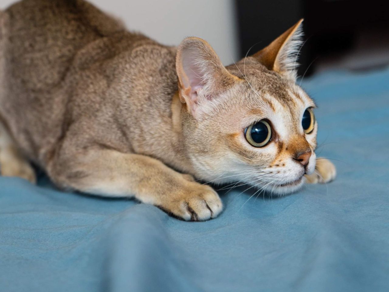 Najpiękniejszy kot na świecie? To kot singapurski