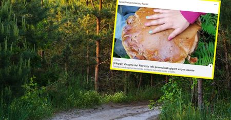 Giganty w polskich lasach. Grzybiarze wniebowzięci