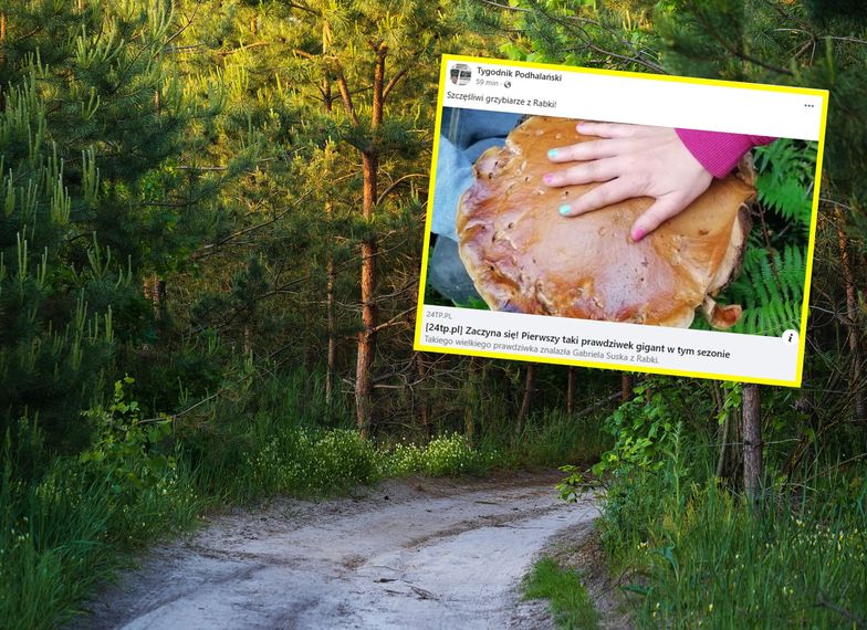 Giganty w polskich lasach. Grzybiarze wniebowzięci