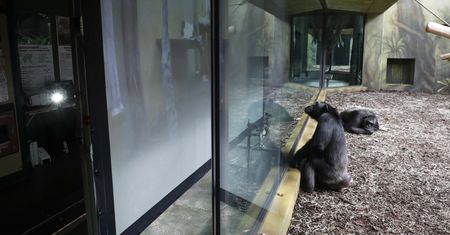 Czechy. Małpy w zoo oglądają filmy. Projekt przypomina reality show