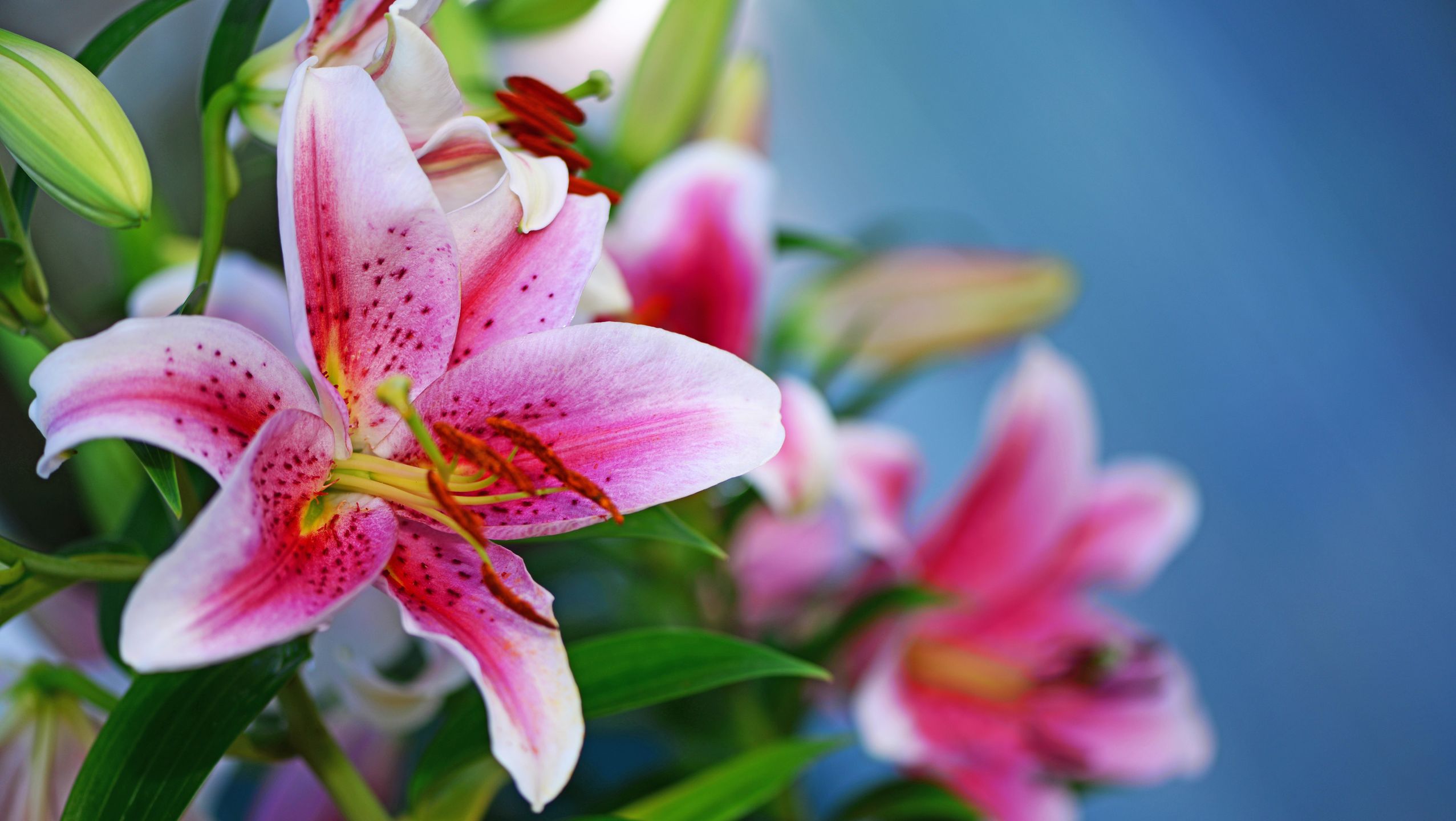 lilie, geburtstag, valentinstag, muttertag, blumen, glückwunschkarte, geburtstagskarte, heirat, hochzeit, lilien, glückwünsche, gutschein, karte, geschenk, glückwunsch, liebe, dekoration, geschenke, geschenkgutschein, glück, fest, freundschaft, wünschen, symbol, blume, postkarte, strauss, gratulation, rosa, pink, wellness, auszeit, geburtstagswünsche, alles liebe, alles gute