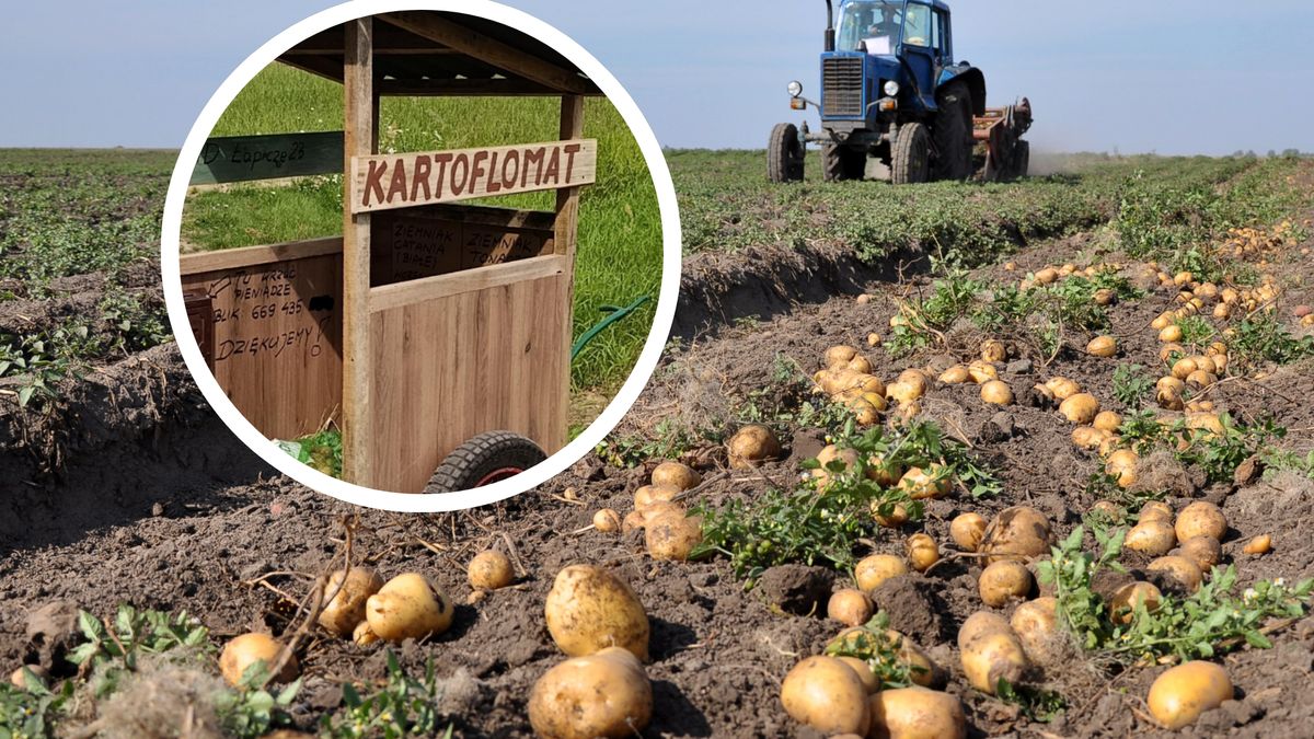Nastolatek postawił kartoflomat przy drodze na Podlasiu