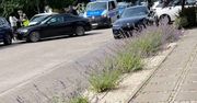 Warszawa: Pijany kierowca bez prawa jazdy z sądowym zakazem prowadzenia spowodował kolizję na Wilanowie