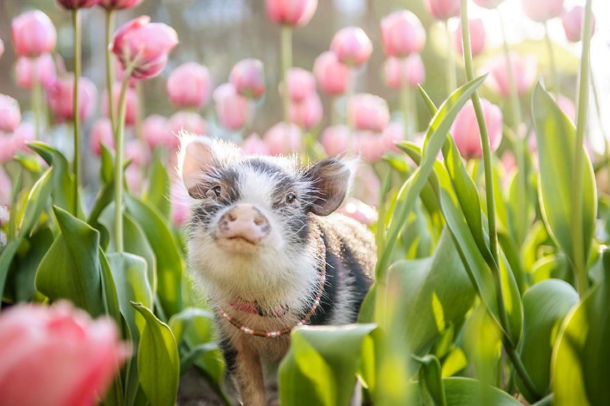 Zdjęcia świnki Fluffy od razu poprawią wam dzień 2