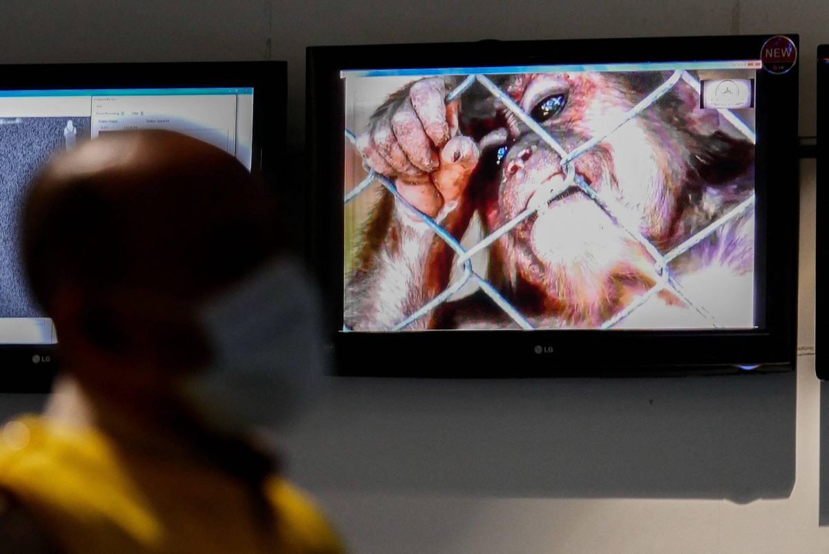Pierwszy przypadek małpiej ospy potwierdzono w Niemczech 