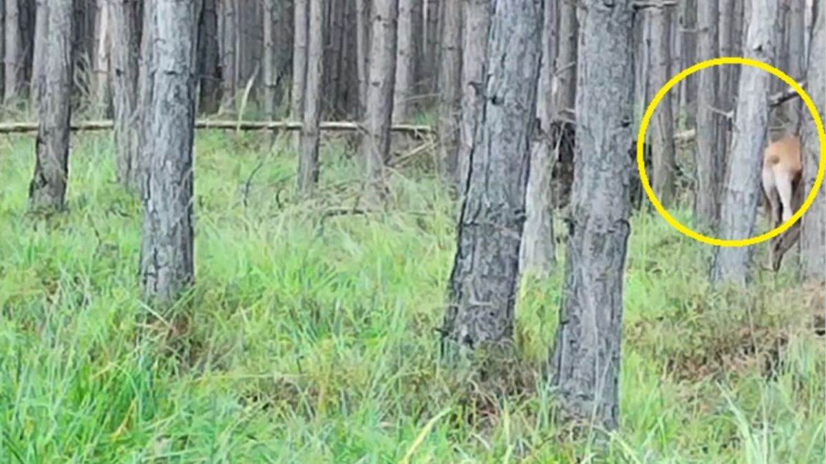 Wybierając się wcześnie rano do lasu można spotkać jelenia. 