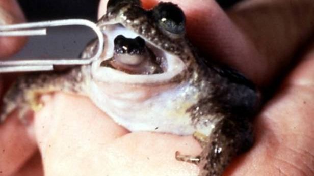 Jurassic Park coraz bliżej – uzyskano zarodki gatunku wymarłego od dziesięcioleci 1