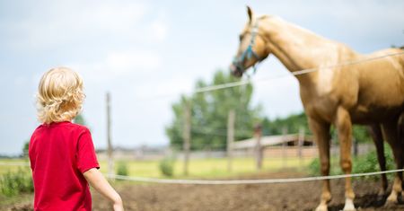 Koń zabił 4-letnie dziecko. Biegła sądowa: "Nie zrobił tego celowo"