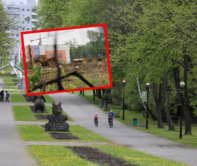 Rzeź 1200 drzew w Parku Śląskim. Powstanie tam dyskont i apartamenty