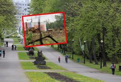 Rzeź 1200 drzew w Parku Śląskim. Powstanie tam dyskont i apartamenty