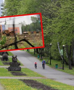 Rzeź 1200 drzew w Parku Śląskim. Powstanie tam dyskont i apartamenty