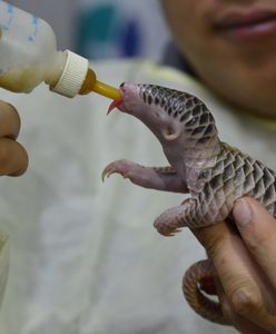 Wrocław. Dzikie zwierzęta winne pandemii? Wykład online z wrocławskiego zoo