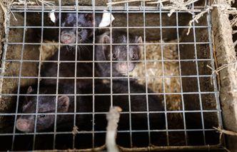 Koronawirus w Polsce. Trwa utylizacja norek