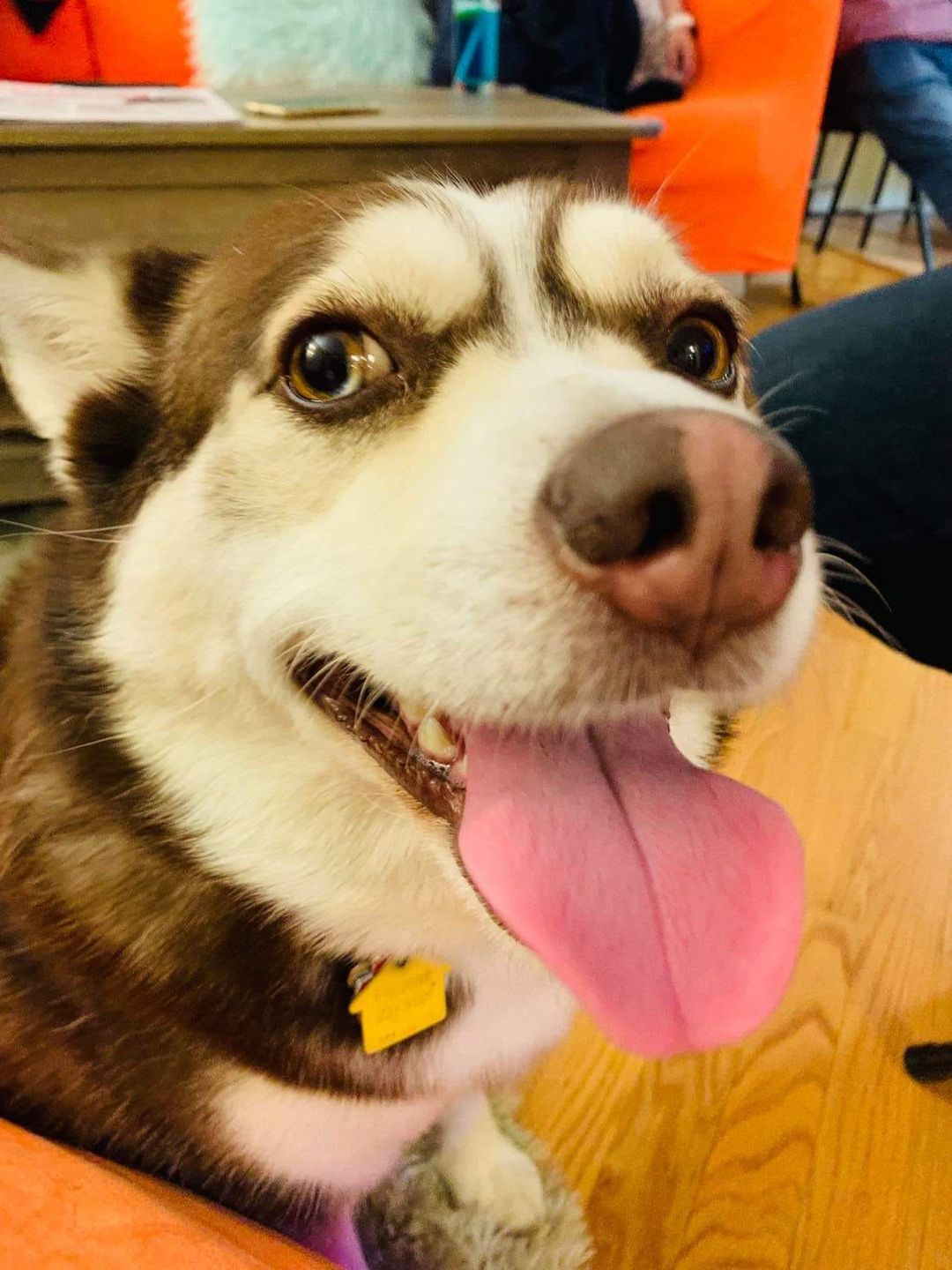 Dzień Kundelka na Pudelku! Nasi czytelnicy dzielą się z nami zdjęciami swoich pupili 