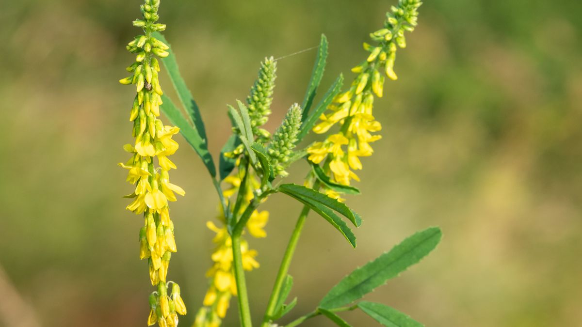 Nostrzyk żółty to roślina o cennych właściwościach leczniczych.