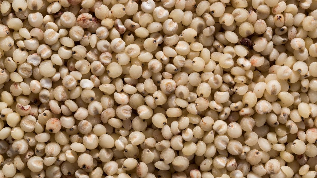 Sorgo jest wartościowym produktem, ale to kasza nie dla każdego.