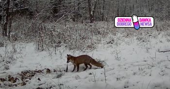 "Naturalny instynkt i spryt". Fotopułapka uchwyciła, co zrobiło zwierzę