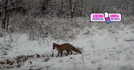 "Naturalny instynkt i spryt". Fotopułapka uchwyciła, co zrobiło zwierzę