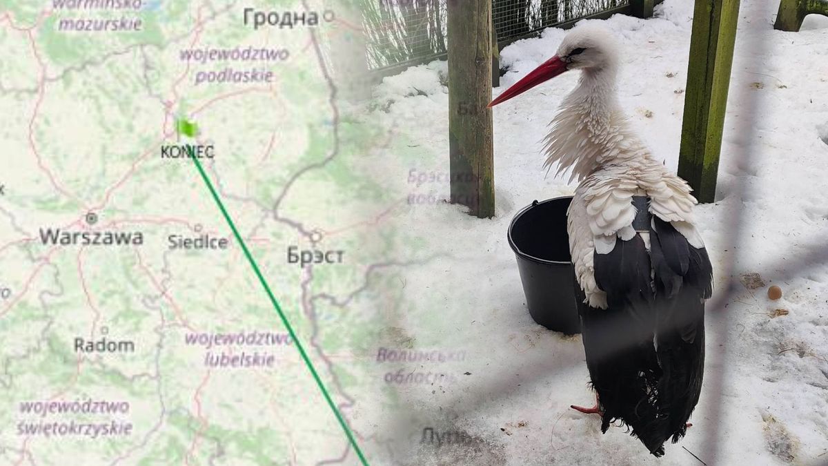 Krutek jest w bardzo dobrej kondycji.