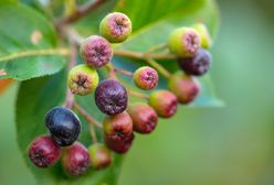 Tak źle nie było od 30 lat. Plantator: "Nawet nie zbieramy"