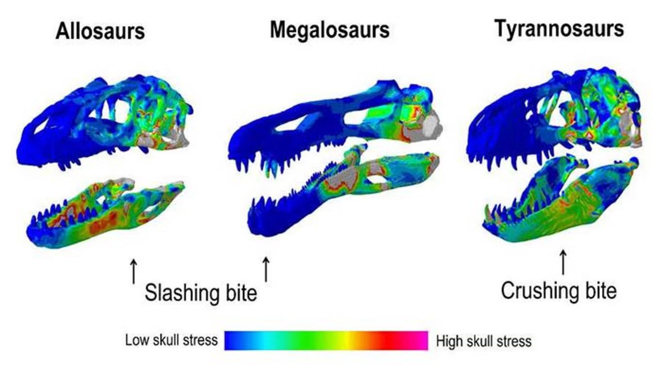 Zmienność siły ugryzienia u trzech dinozaurów mięsożernych