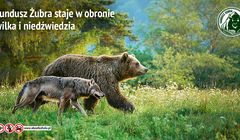 Marka piwa Żubr na ratunek zagrożonym wilkom i niedźwiedziom