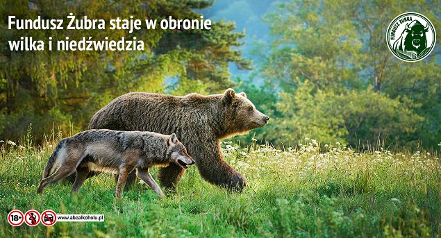 Marka piwa Żubr na ratunek zagrożonym wilkom i niedźwiedziom