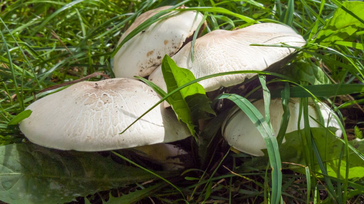 Pieczarki łąkowe - grzyby, o których mało kto pamięta