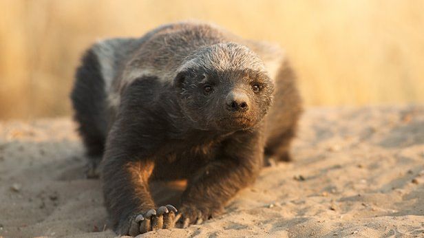 9 najniebezpieczniejszych zwierząt świata 1