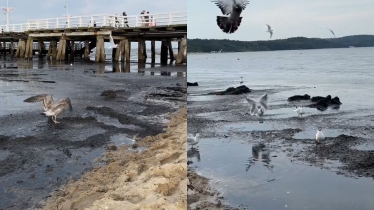 Turyści coraz częściej narzekają na czystość wody i zapach, który unosi się nad Bałtykiem. Czy to wina sinic, czy może jednak glonów? 